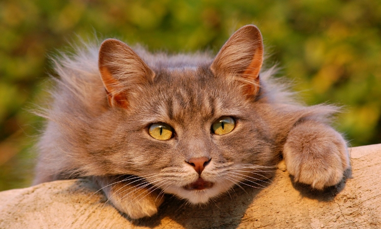 ¿Los Gatos Sin Pelo Son Buenos Para Los Asmáticos?